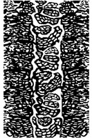 Reptile